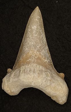 Otodus sokolowi (Diente fósil de tiburón)