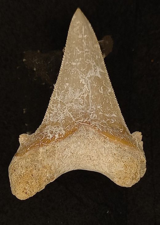 Otodus sokolowi (Diente fósil de tiburón)