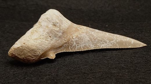 Otodus sokolowi (Diente fósil de tiburón)