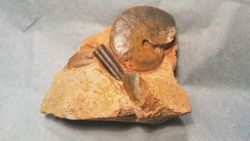 Oxycerites aspidoides con belemnite
