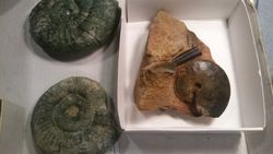 Oxycerites aspidoides con belemnite