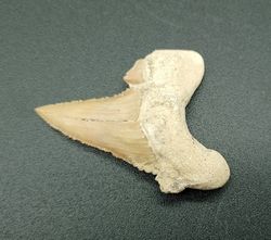 Paleocarcharodon (Diente fósil de tiburón)