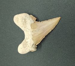 Paleocarcharodon (Diente fósil de tiburón)