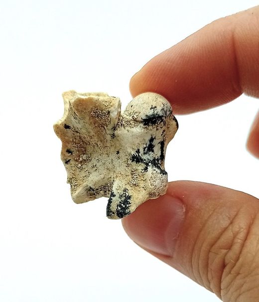 Paleophis sp. - Vertebra de serpiente de mar