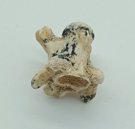Paleophis sp. - Vertebra de serpiente de mar