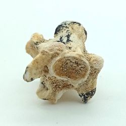 Paleophis sp. - Vertebra de serpiente de mar