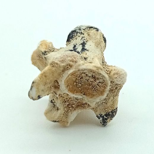 Paleophis sp. - Vertebra de serpiente de mar