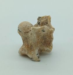 Paleophis sp. - Vertebra de serpiente de mar