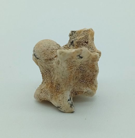 Paleophis sp. - Vertebra de serpiente de mar