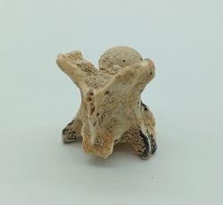 Paleophis sp. - Vertebra de serpiente de mar