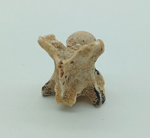Paleophis sp. - Vertebra de serpiente de mar
