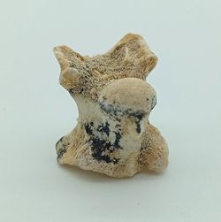 Paleophis sp. - Vertebra de serpiente de mar