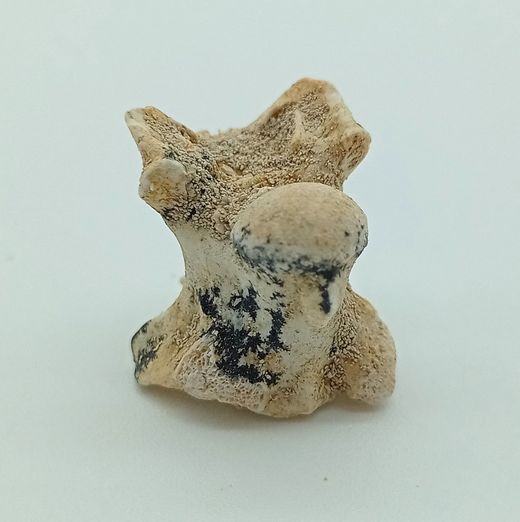 Paleophis sp. - Vertebra de serpiente de mar