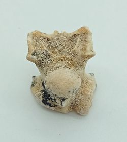 Paleophis sp. - Vertebra de serpiente de mar