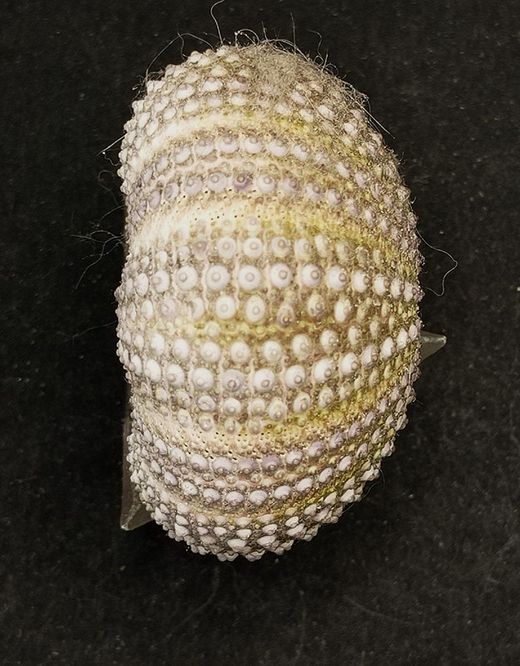 Paracentrotus lividus