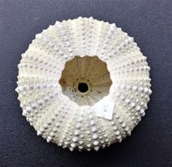 Paracentrotus lividus