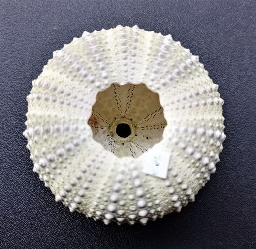 Paracentrotus lividus