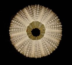 Paracentrotus lividus
