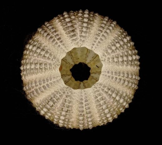 Paracentrotus lividus