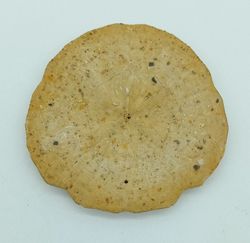 Parascutella faujasi