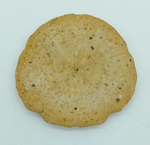 Parascutella faujasi