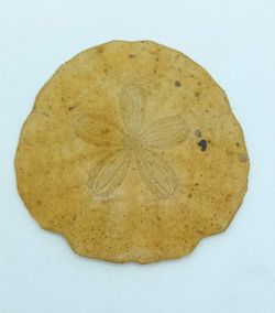 Parascutella faujasi