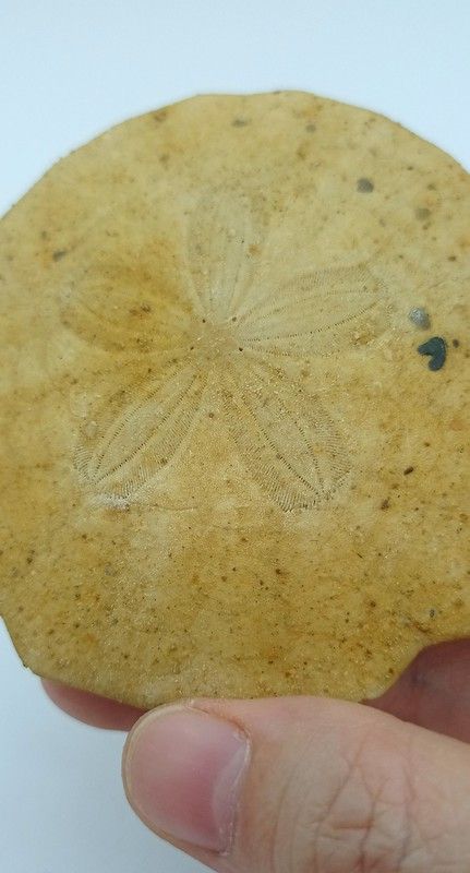 Parascutella faujasi