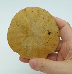 Parascutella faujasi