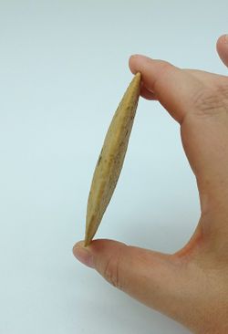 Parascutella faujasi