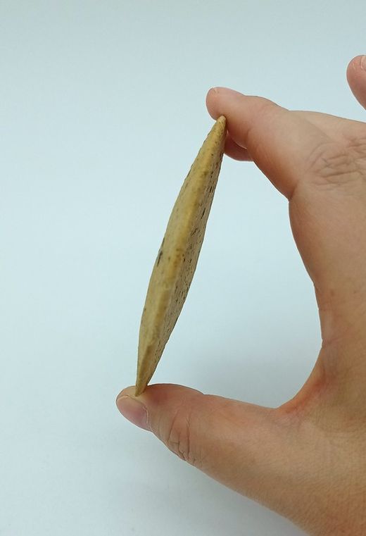 Parascutella faujasi