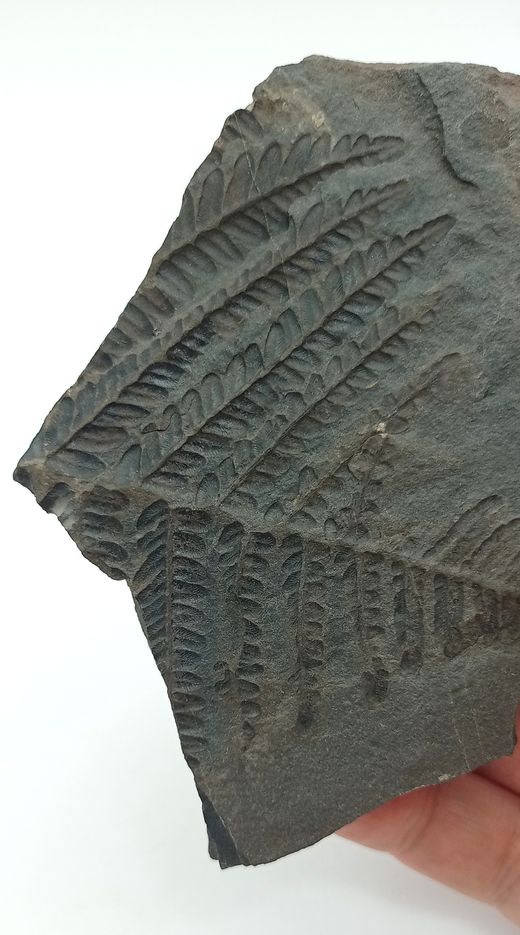 Pecopteris arboresencens - Helecho fósil