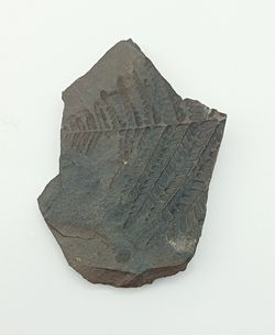 Pecopteris arboresencens - Helecho fósil