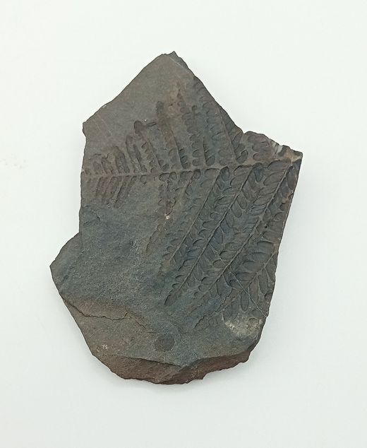 Pecopteris arboresencens - Helecho fósil