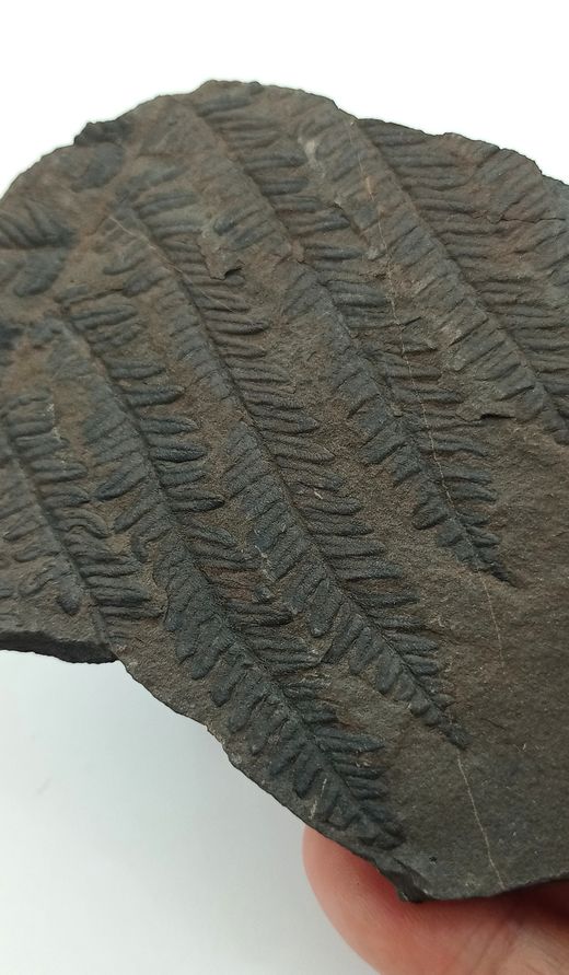 Pecopteris arboresencens - Helecho fósil
