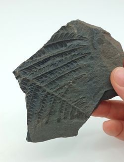 Pecopteris arboresencens - Helecho fósil