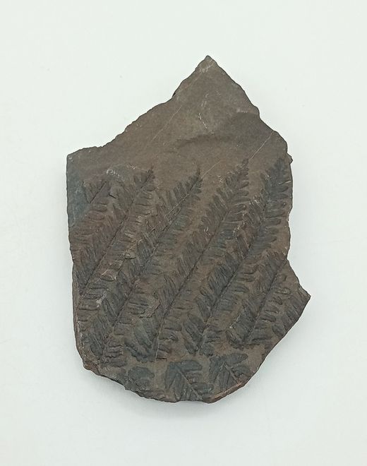 Pecopteris arboresencens - Helecho fósil