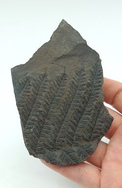 Pecopteris arboresencens - Helecho fósil