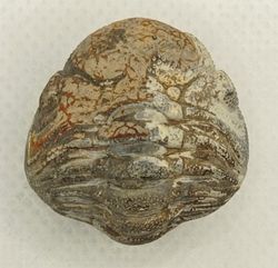 Phacops (ejemplar enrollado)