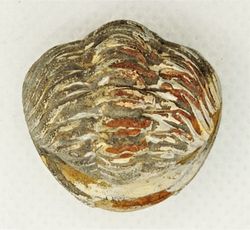 Phacops (ejemplar enrollado)