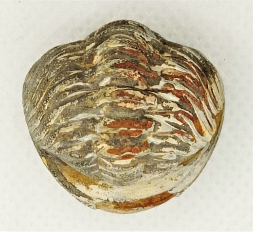 Phacops (ejemplar enrollado)