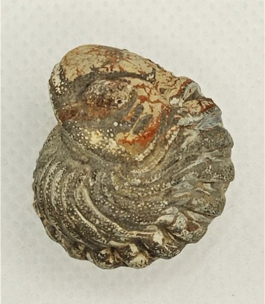 Phacops (ejemplar enrollado)