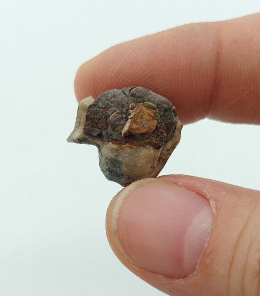 Pharkidonotus percarinatus - Ref.3