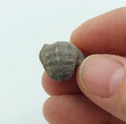 Pharkidonotus percarinatus - Ref.3