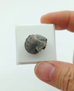 Pharkidonotus percarinatus - Ref.3