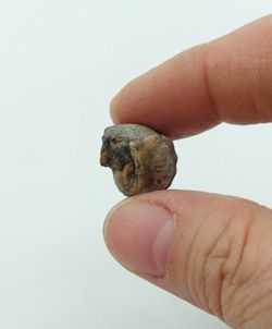 Pharkidonotus percarinatus - Ref.3