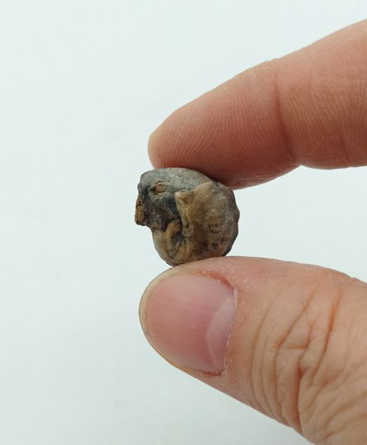 Pharkidonotus percarinatus - Ref.3