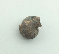 Pharkidonotus percarinatus - Ref.3