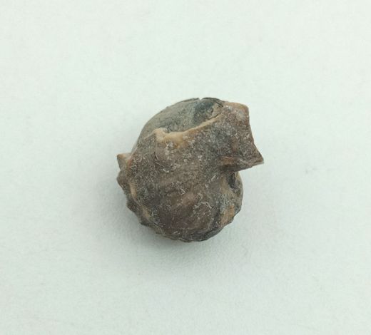 Pharkidonotus percarinatus - Ref.3