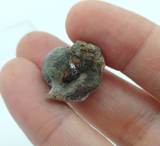 Pharkidonotus percarinatus - Ref1