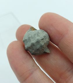 Pharkidonotus percarinatus - Ref1